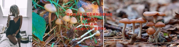 тгк Аркадак